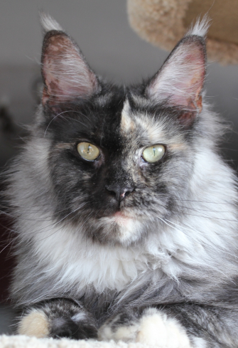 Catsvill County Anna