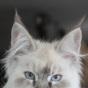 Nala