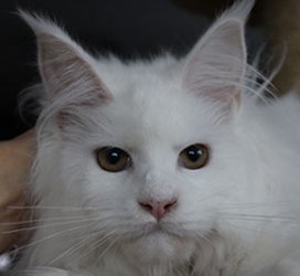 Catsvill County Mimoza