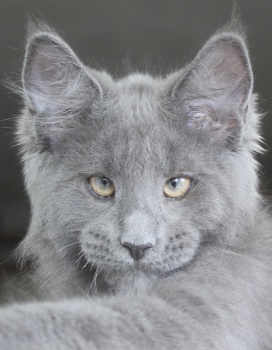 Nikita