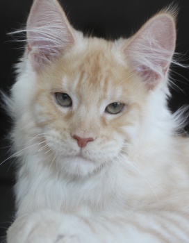 Nikolai
