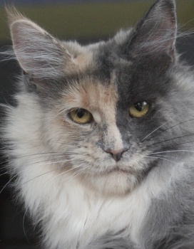 Penelope