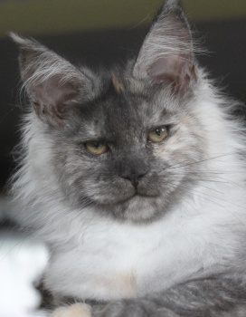 Afina