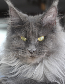 Leonora