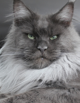 Leonardo