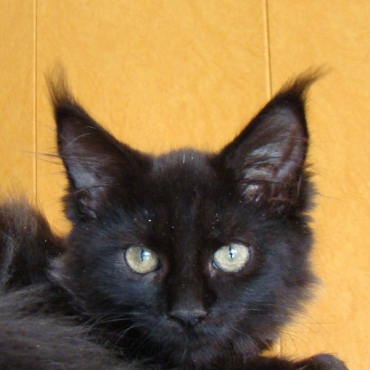 Catsvill County ZAZ