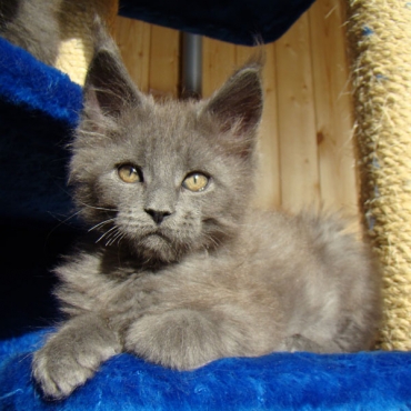 Catsvill County Voyage