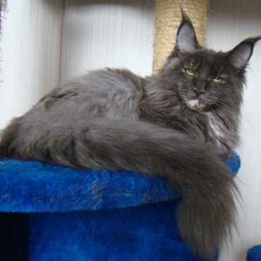 Catsvill County Volga