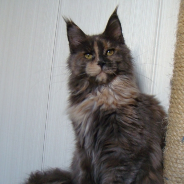 Catsvill County Vogue