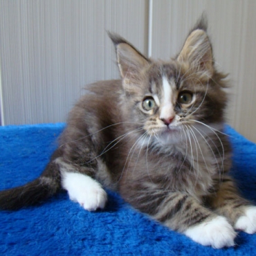 Catsvill County Aramis