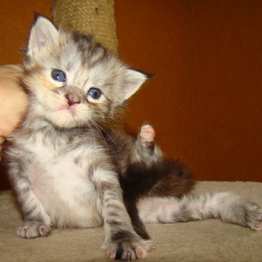 Catsvill County Dasha