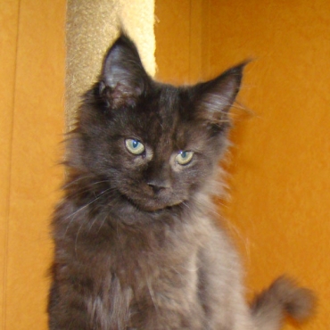 Catsvill County Dmitriy