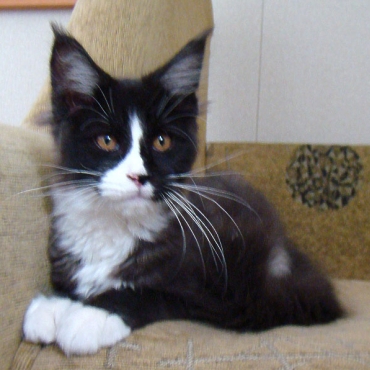 Mister Balu