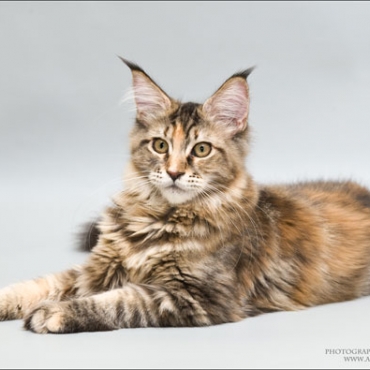 Catsvill County "Ledy Lion"