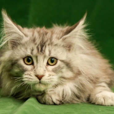 Catsvill County "Bubla"