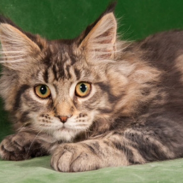 Catsvill County "Brunya"