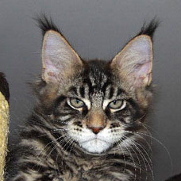 Catsvill County  Felix