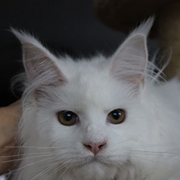 Catsvill County Mimoza