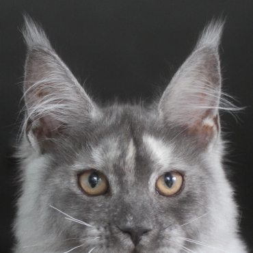 Henrietta