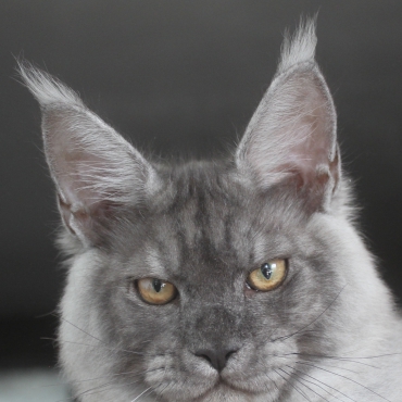 Human looking
