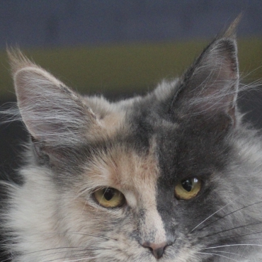Penelope