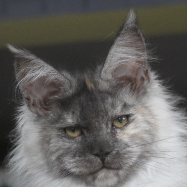Afina
