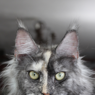 Agatha