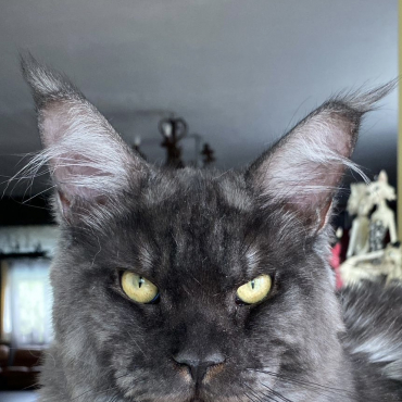 Beautiful Werewolf