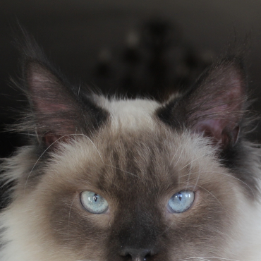 Zorro