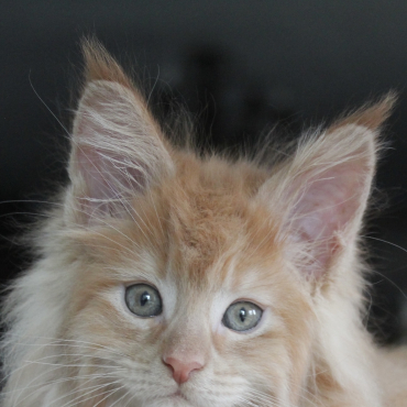 Zorro