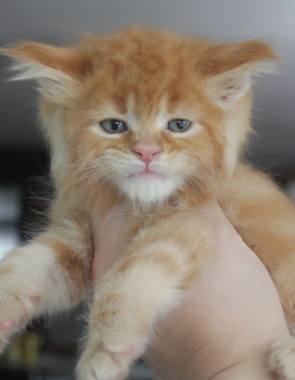 Tiger Blaze