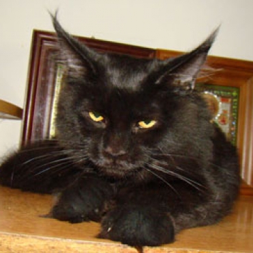 Catsvill County QUELLE_