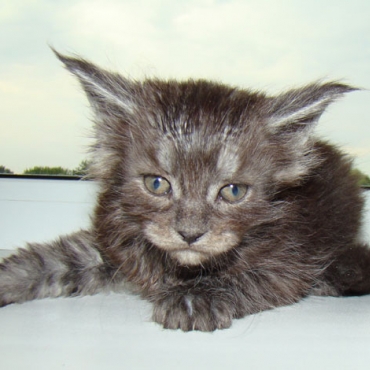 Catsvill County  "Xaker"
