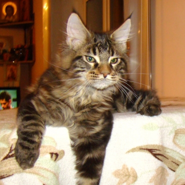 Catsvill County Gulliver