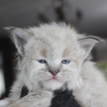 Wonderful Queen